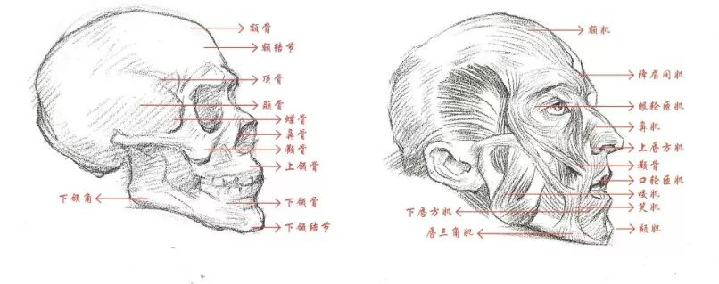 速写技巧五官如何不会画丑