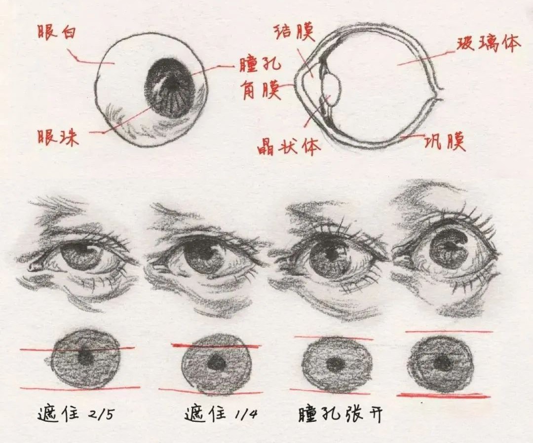 让你全面攻破眼部速写！